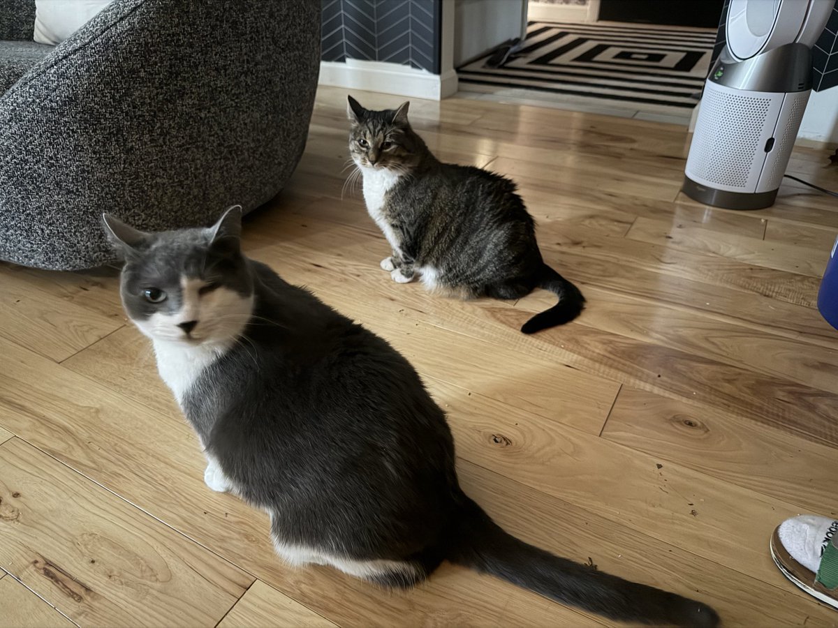 2 pussy 🐈🐈‍⬛😻
I ❤️pussy both kinds lol 
#bi #cat