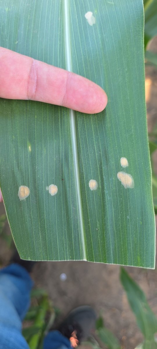 Juan Ignacio Cacciavillani tweet media