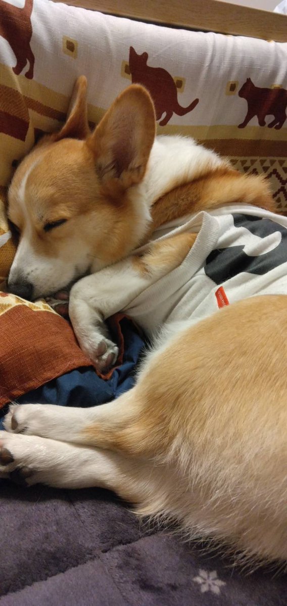 IQOXyLyFTg5E7z1's tweet image. 爆睡😪💤

 #コーギー  #いぬのいる暮らし  #corgi  #笑顔  #爆睡  #わんこ