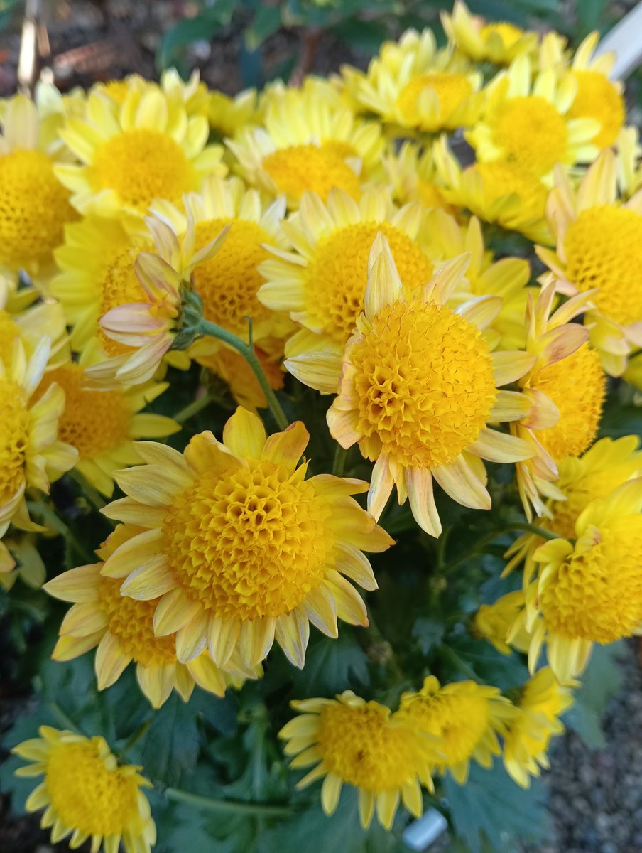 0bNWWE8HNylx1l6's tweet image. おはようございます。

今日は出かけてきます。
若者の街渋谷まで😅

#TLを花でいっぱいにしよう