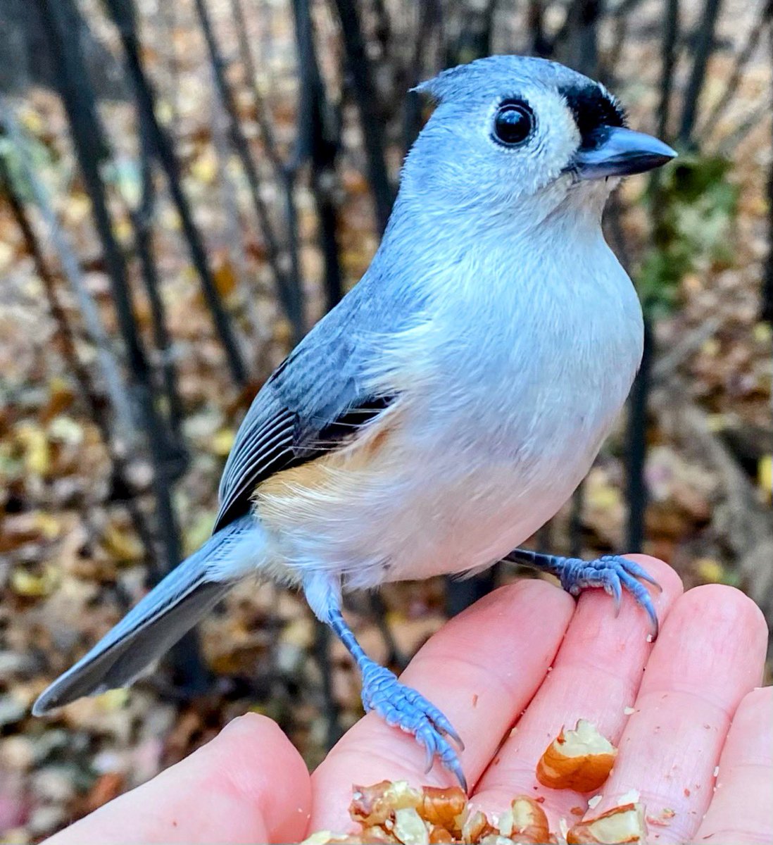 theaterlover1's tweet photo. Titmouse of the day Tuesday in @CentralParkNYC #BirdTwitter #BirdsSeenIn2025  #birdcpp https://t.co/6on7xAdS9C