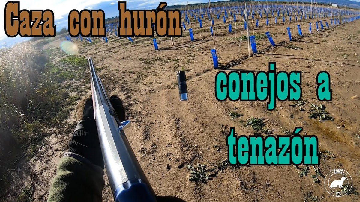 NUEVO VIDEO DE CAZA CON HURON DE <a href="/Pacus911/">Pacus 3.0</a> ‼️⤵️

youtu.be/t-OszAmrdcA

#huronespacus3 #cazadoresenyoutube #cazamenor #cazaconhuron