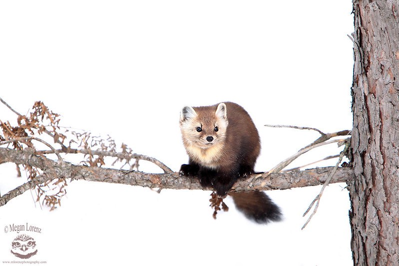 [🔗](api.tinyfox.dev/hourly/pinemar…)