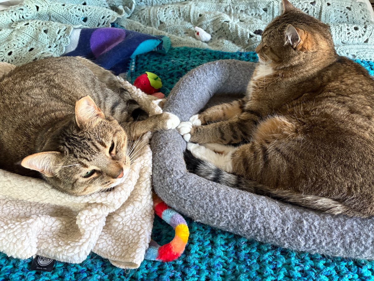 Casey and Stella wish you all a happy, safe holiday filled with catnip, toys, and treats.
