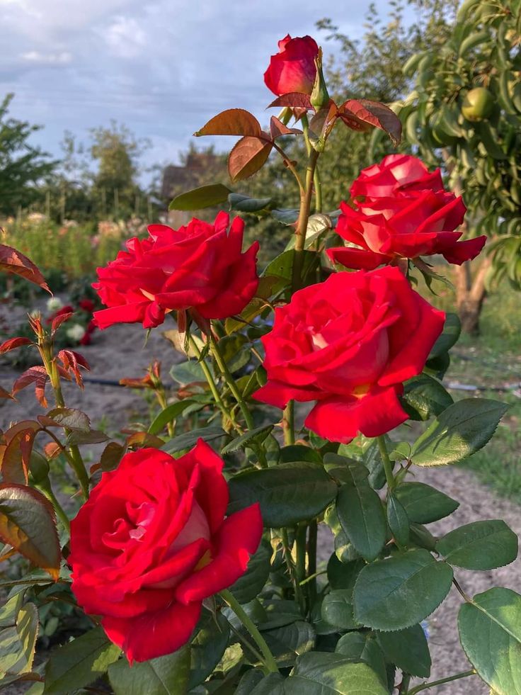 flower 🌺🌹 (@greenery897) on Twitter photo 