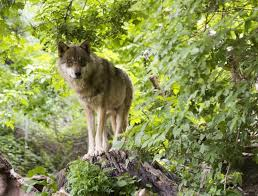 WolveninUtrecht's tweet photo. In Italië leven ± 3500 wolven &amp; 150 beren. 

In 10 jaar tijd is in Italië door beren &amp; wolven 1 persoon gedood (door een beer).

Jagers schoten 211 mensen dood en 586 mensen werden geraakt door rondvliegende kogels. 

https://t.co/TGnfpNdMbz? https://t.co/731NgpmVzk