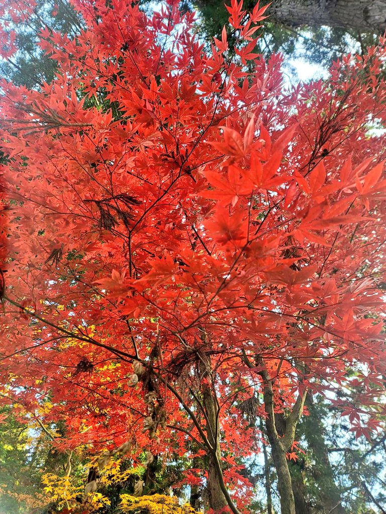 koumarusan503's tweet photo. おはようございます🌤️
今日も皆さまにとって良き一日でありますように✨
朝題目📿 https://t.co/kJhVM1mXrE