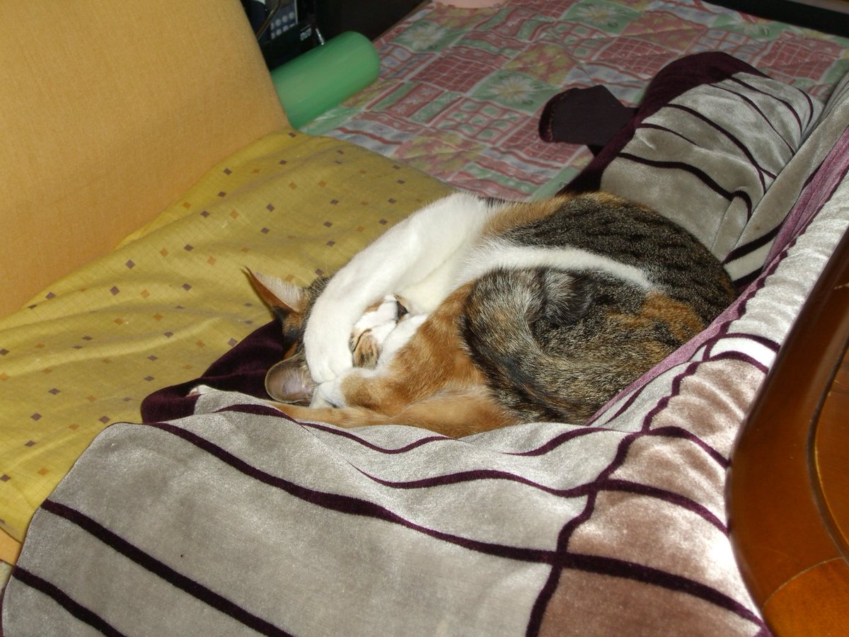 ねーこはこたつでまるくなるー♪ #まめすけさん（当時1歳4ヶ月） #三毛