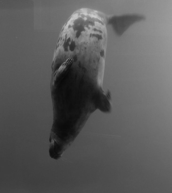 Gute Nacht Ihr Lieben - bis Morgen 👋 
Jetzt werde ich erst einmal abtauchen 🥱 
Schlaft nachher auch gut und träumt was Schönes 🍀