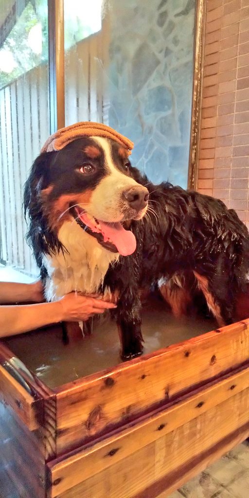 愛犬ここあ Cocoa 🐩(Teacuppoodle) (@cocoa_s0907) • Instagram