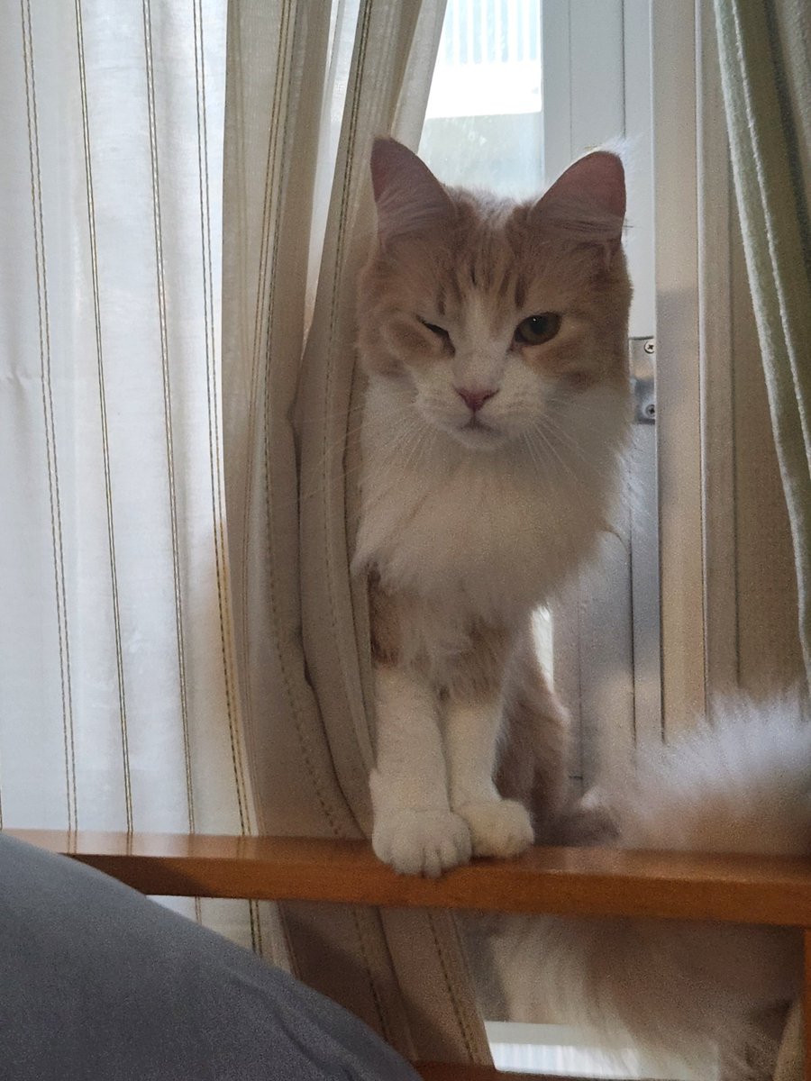 おはようウインク(｡-ω•｡)💕
#メインクーン #猫のいる暮らし #猫好きさんと繋がりたい