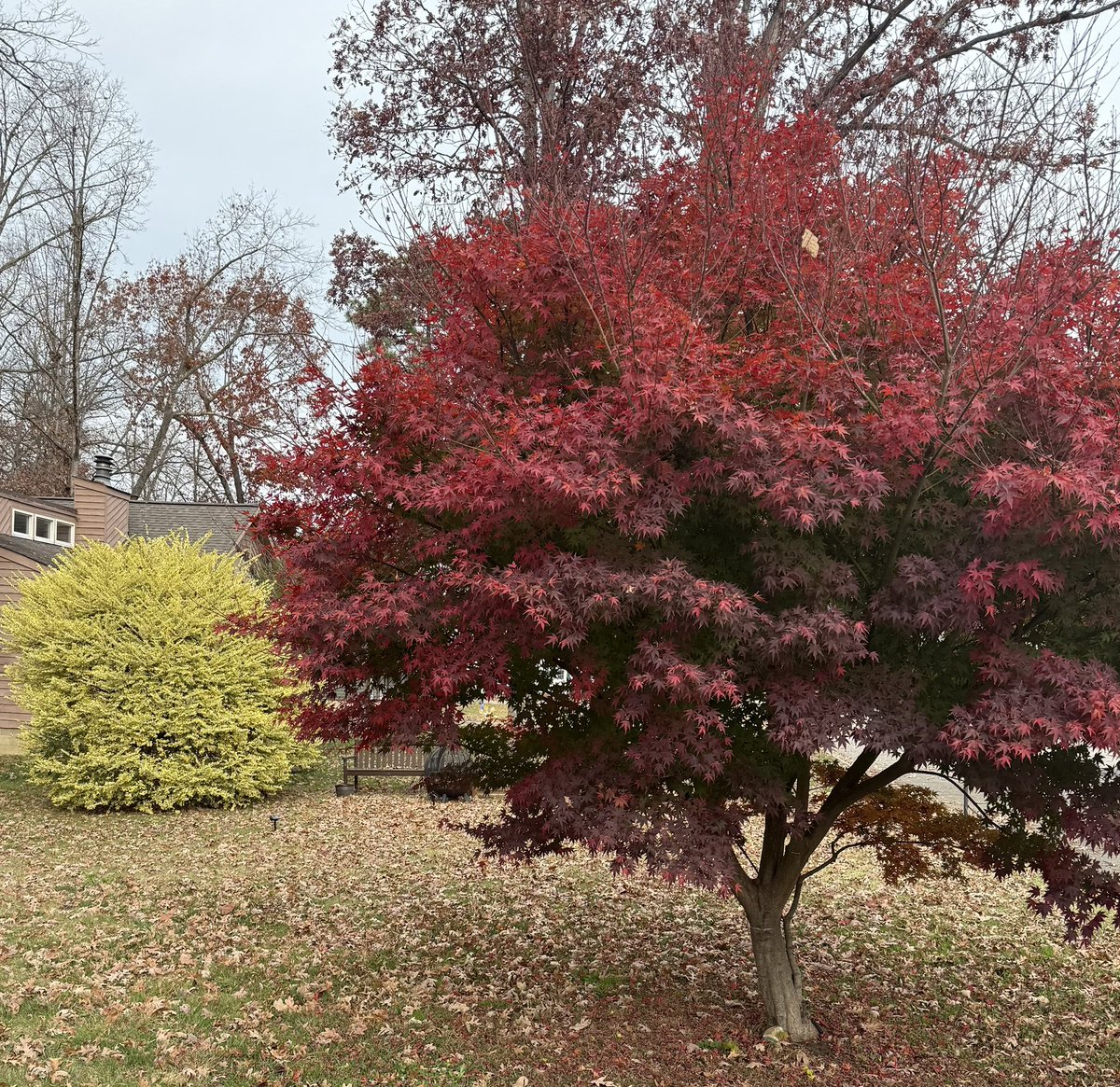 Dharma_Abelian's tweet image. I love how our not-so-little #tree looks in the Spring and #Autumn 
Gold in the Spring and then…