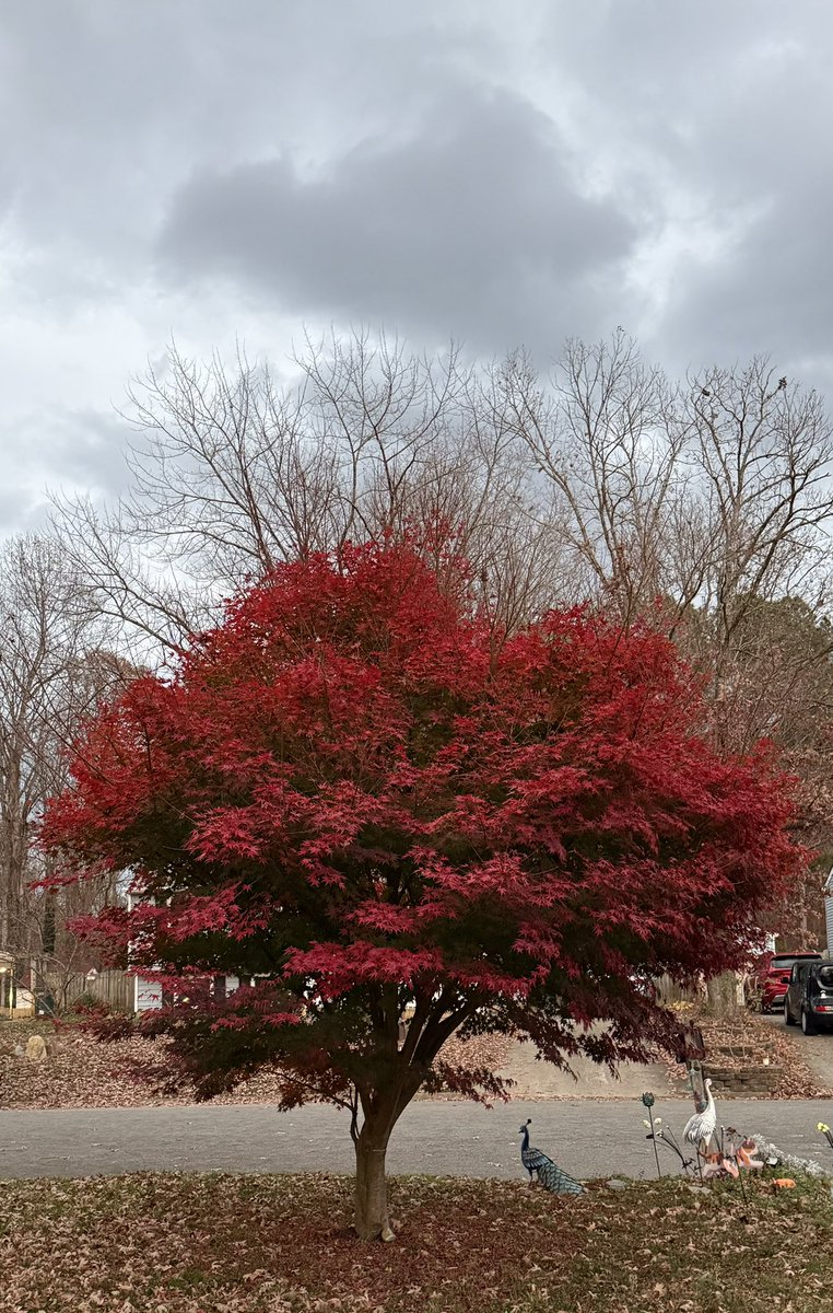 Dharma_Abelian's tweet image. I love how our not-so-little #tree looks in the Spring and #Autumn 
Gold in the Spring and then…