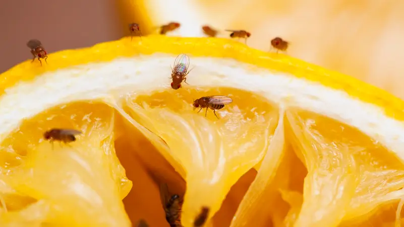 Olivia_anthoony's tweet image. Fruit flies invading your kitchen?
Those tiny pests might seem harmless, but they can turn your fruit bowl into a real nightmare!
#FruitFlies #KitchenTips #HomeHacks #FoodTips #HealthyLiving #AnnoyingPests