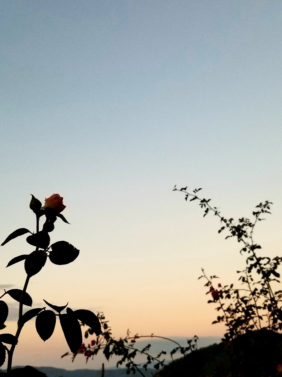 sakurahappy5181's tweet image. 朝焼けの坂道まで歩いたら暑なってきて…
ほんで今日はどんな服着ていったらええにゃろ
服装選び…プチストレス😭

#イマソラ
#いまそら