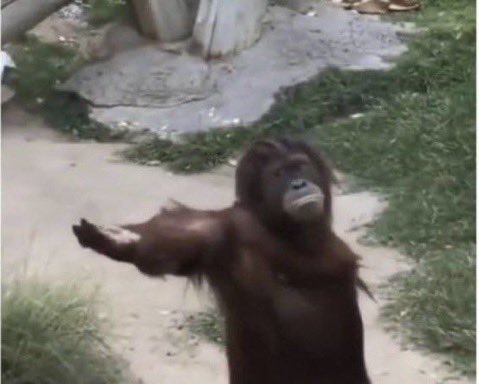 RMCFbase's tweet image. Barcelona highline 

bring(gbewa):