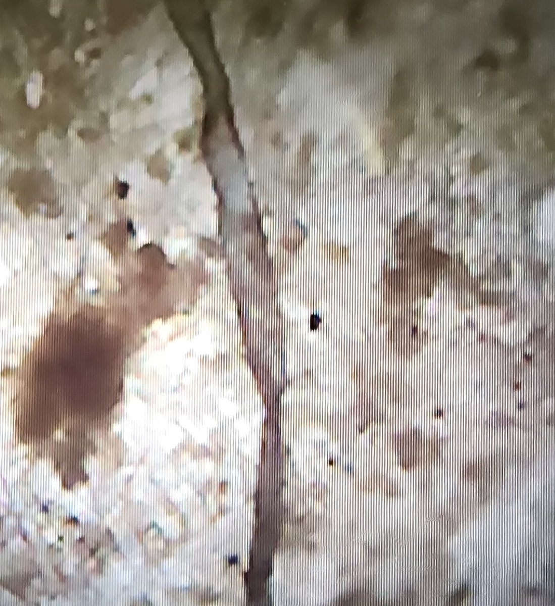 Daniel Williams tweet media