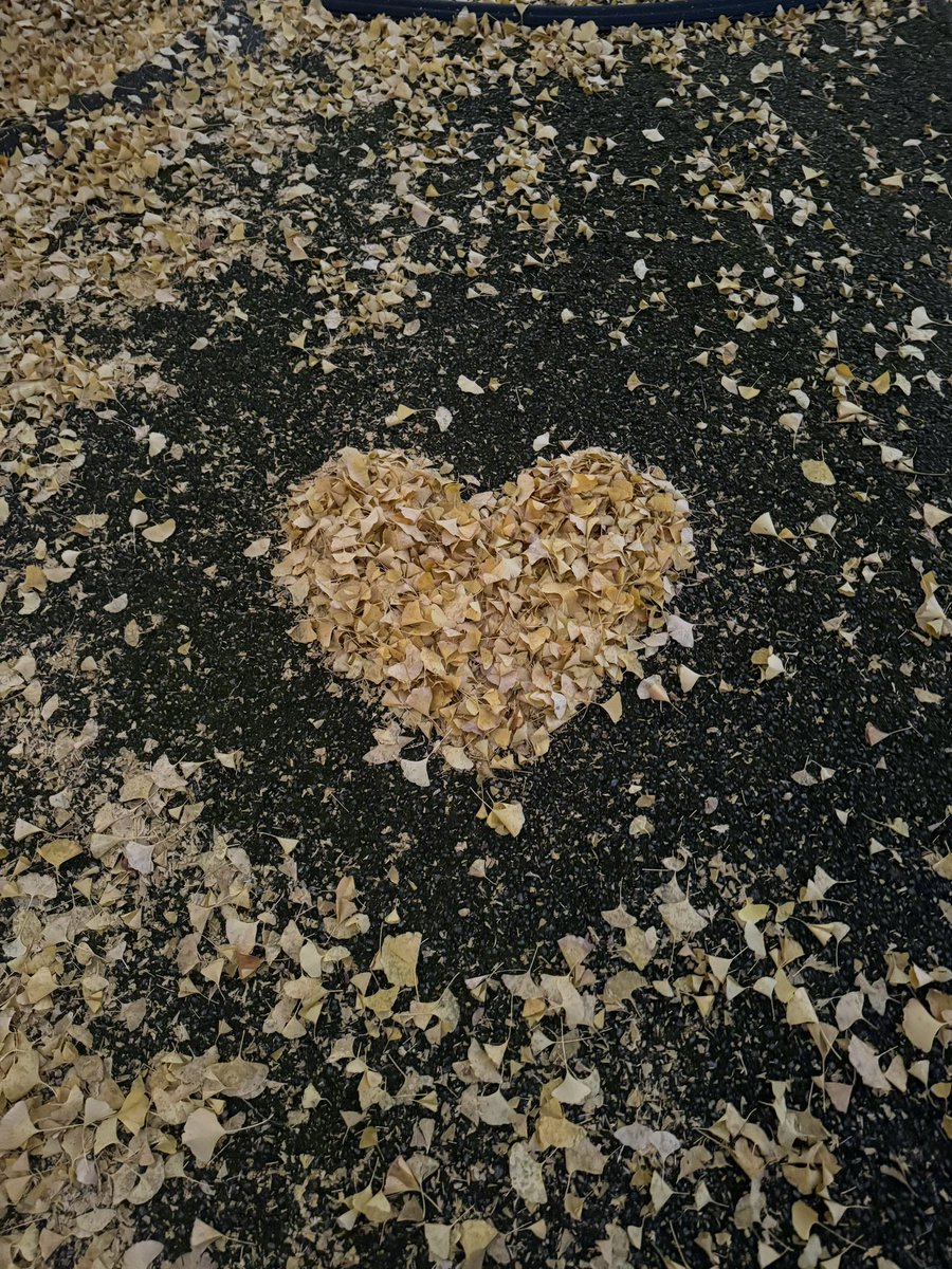 県庁プロムナード銀杏並木！！