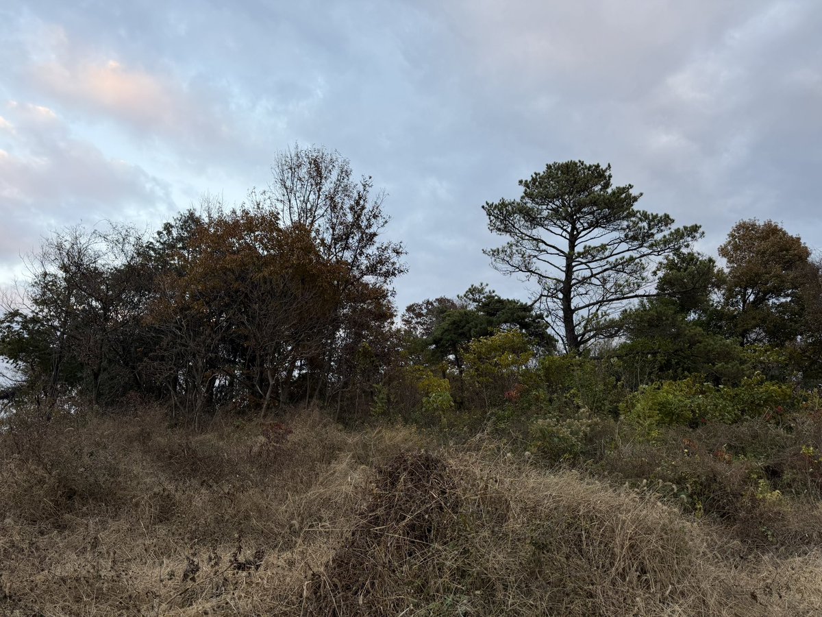 BackInMusashi's tweet image. 何だか分からない写真ですが、高速道路のルートをずらして保存された全羅南道羅州柳谷里の前方後円墳です。柵で囲われて、さらに深い薮で護られていました^ ^ 平地の低い丘陵の上にポツンと残っています。思ったより大きかった。本格発掘はまだみたい？