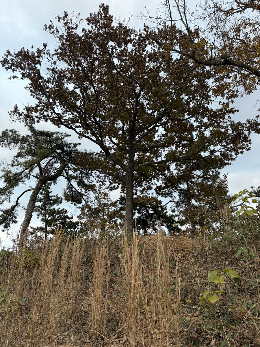 BackInMusashi's tweet image. 何だか分からない写真ですが、高速道路のルートをずらして保存された全羅南道羅州柳谷里の前方後円墳です。柵で囲われて、さらに深い薮で護られていました^ ^ 平地の低い丘陵の上にポツンと残っています。思ったより大きかった。本格発掘はまだみたい？