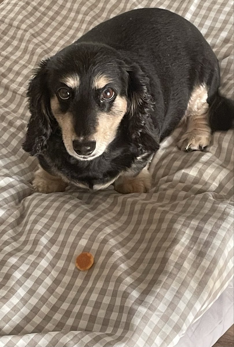 soarer4646's tweet image. 黄砂が飛んでくるらしいワン🐶