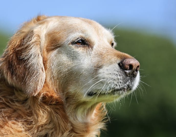 PopCrave's tweet image. The first anti-aging pill for dogs just got FDA backing and is now closer to approval, which could help senior dogs stay healthier for longer.