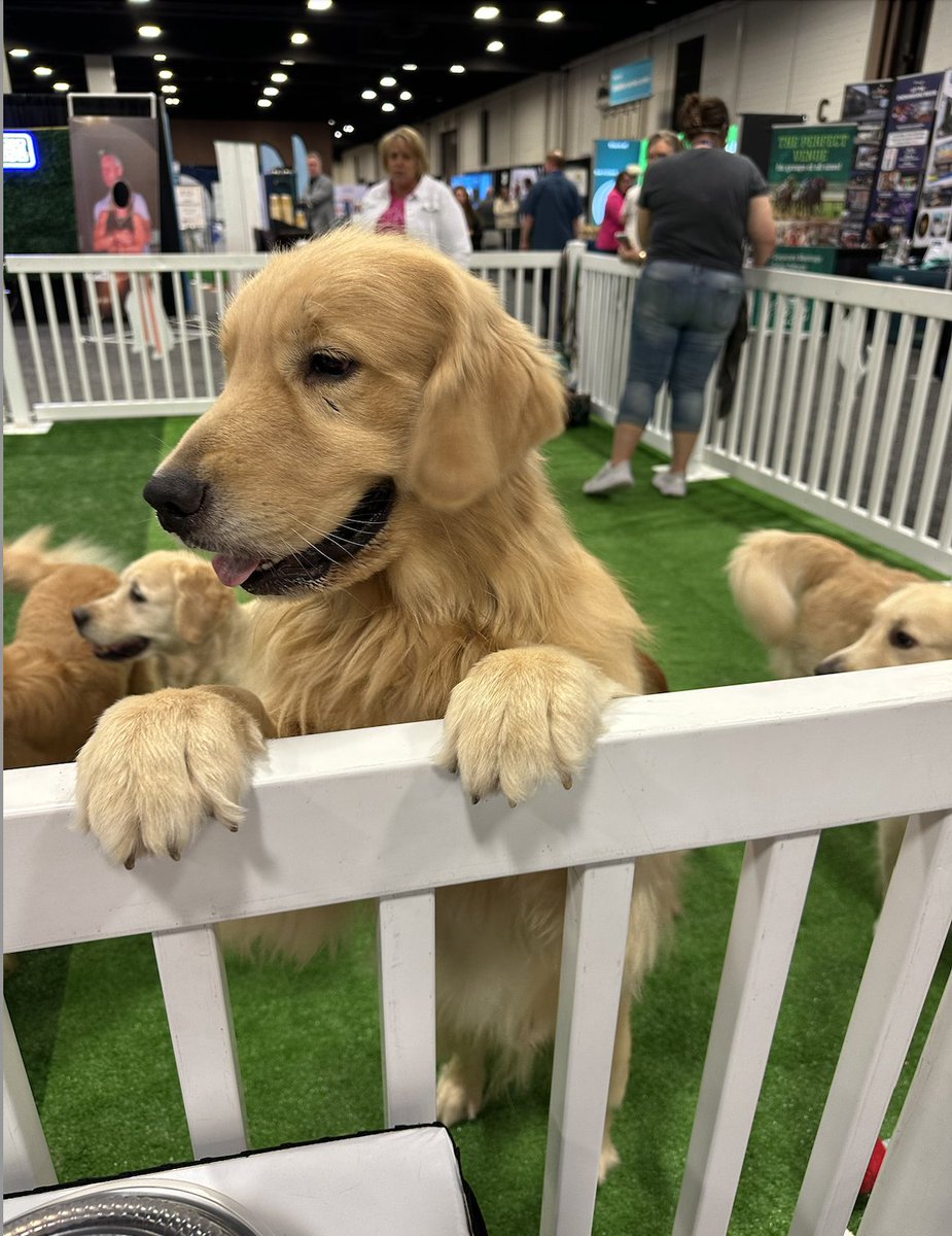 BecomeMoreGroup's tweet image. Cowboy hats, great people, curious puppies, and powerful conversations.
We loved meeting everyone at HR Southwest 2025 and sharing how leadership, culture, and the Predictive Index can transform teams.

#HRSouthwestConference #PredictiveIndex #BecomeMore