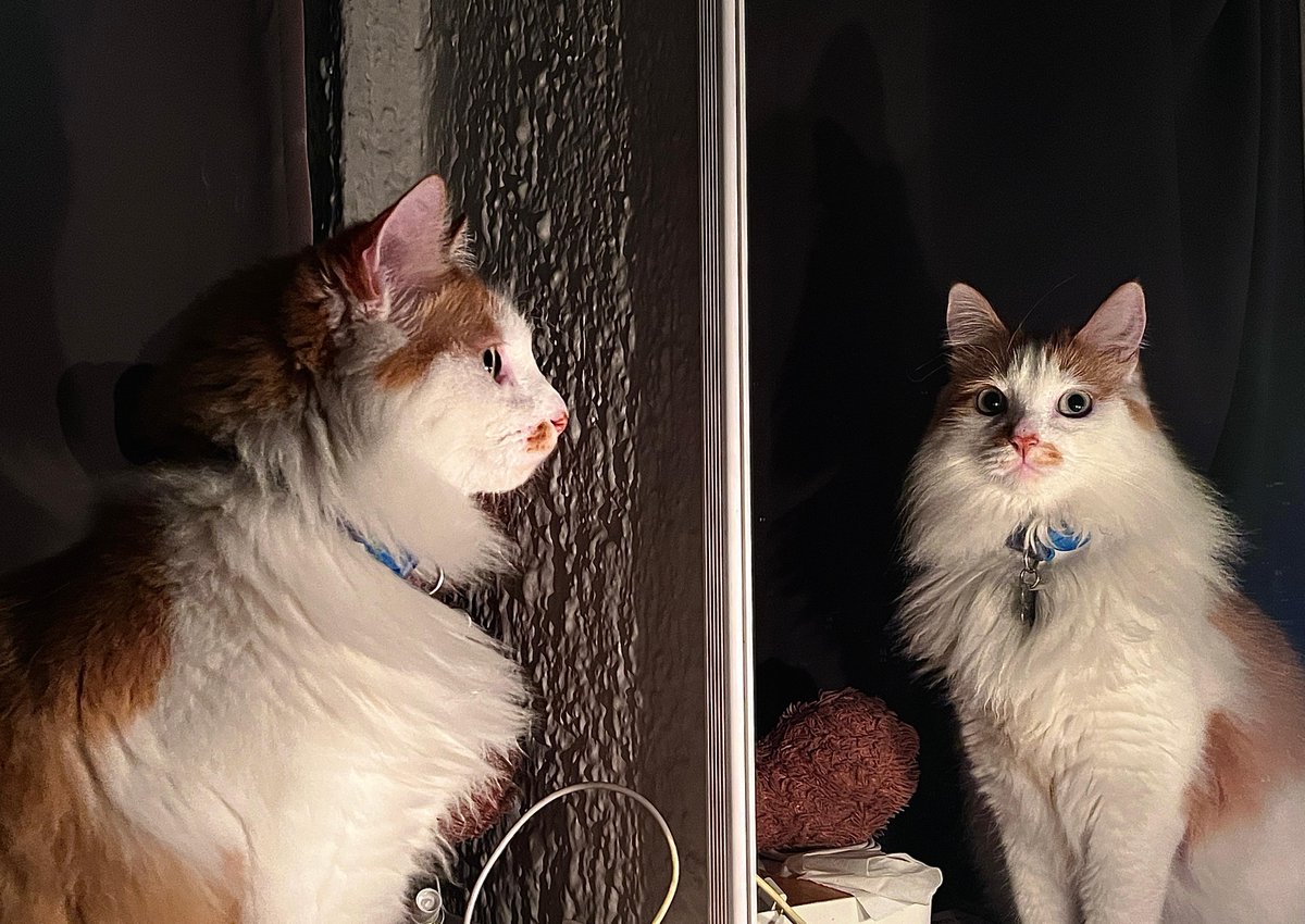 A mi gato le da por verse al espejo en las noches y se nos hacía medio raro (raro de miedo) hasta que empezamos a decirnos que es porque hace sus afirmaciones positivas: "soy guapo" "soy adorable" "soy esponjoso"