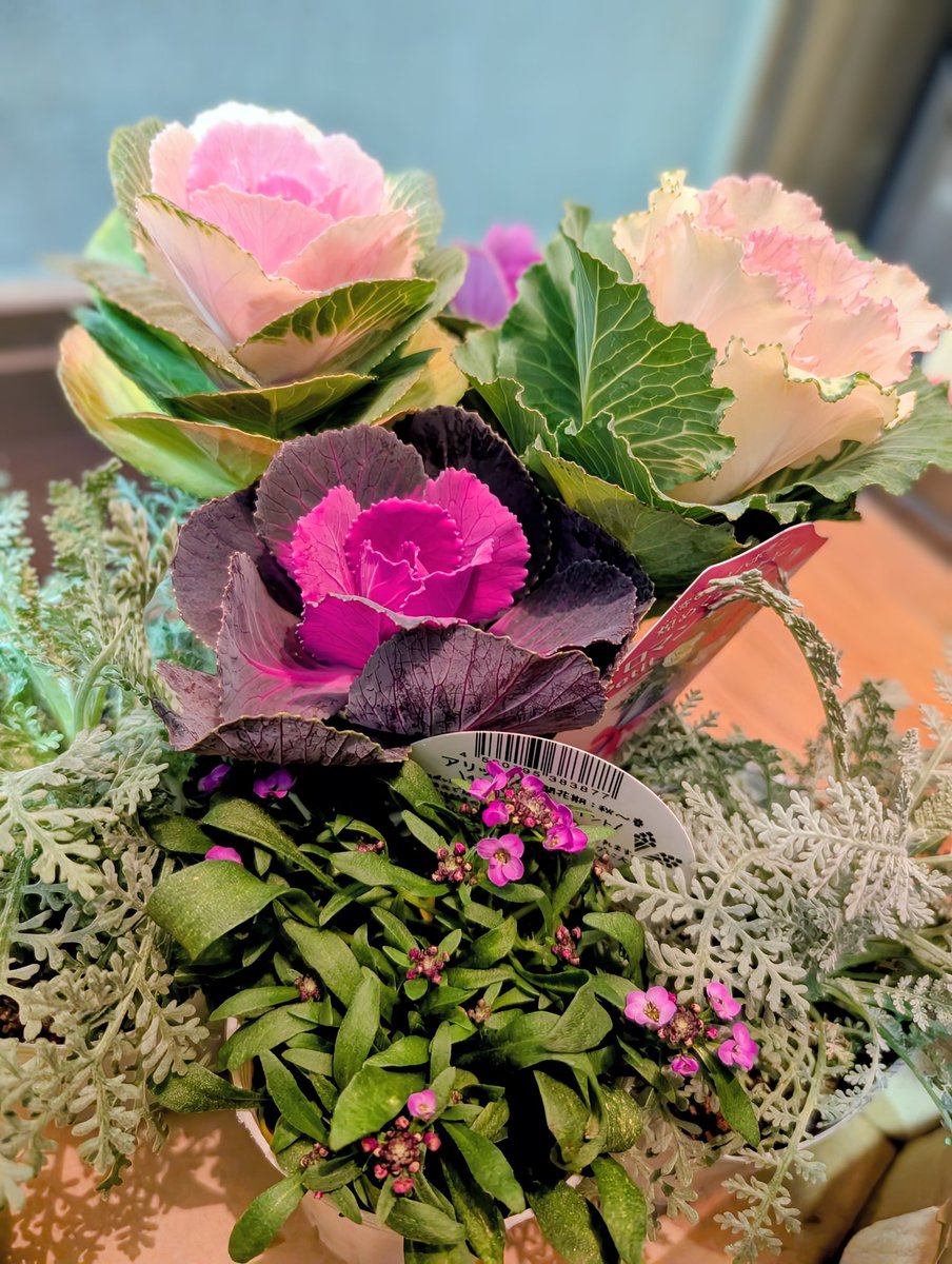 にいにい、みなさん (｡•◡•｡)⸝⋆ᵍᵒᵒᵈ ᵐᵒʳᐢⁱᐢᵍ⋆ 🌈 *.ﾟ 夢の