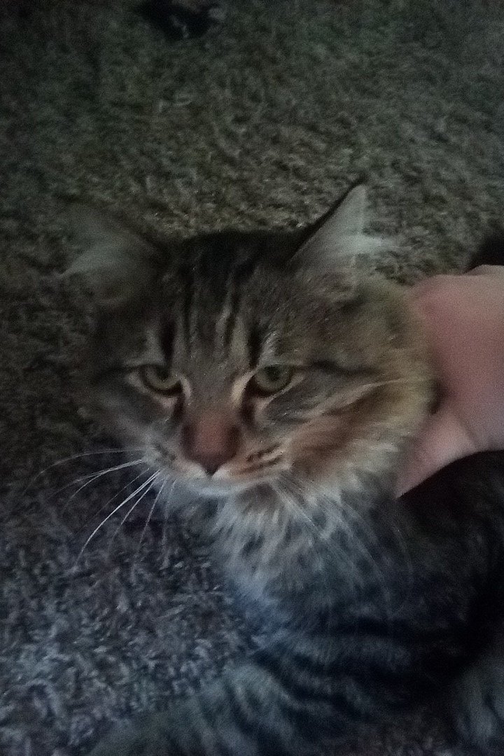 I may be a little late to say something, but fuck y'all cuz I'ma say it anyways! THE DANGEROUS ERA IS NOW UPON US! #ANDNEW <a href="/PWRevolver/">Wrestling REVOLVER</a> REMIX CHAMPION... CHRIS... FUCKING... DANGER!!!!! Never been happier to name my cat after this GOAT! Danger says congrats to you <a href="/thechrisdenker/">Chris Danger</a>