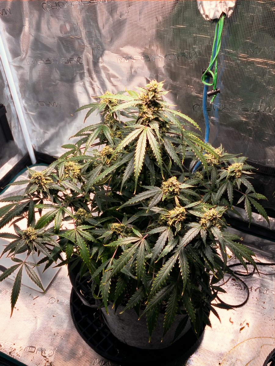 Lemon auto from <a href="/SeedsmanSeeds/">Seedsman</a>