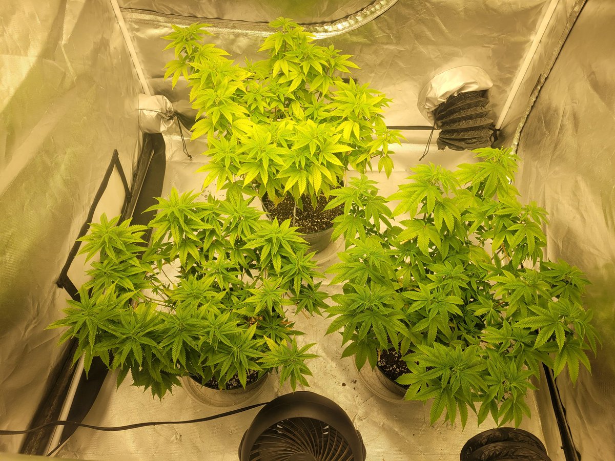 thescot33's tweet photo. Blue Gelato #41 S1 #bLeo Primo
Going to trim up soon and lay mesh over top of them - they still Rooting! https://t.co/g0BKTrE4o4