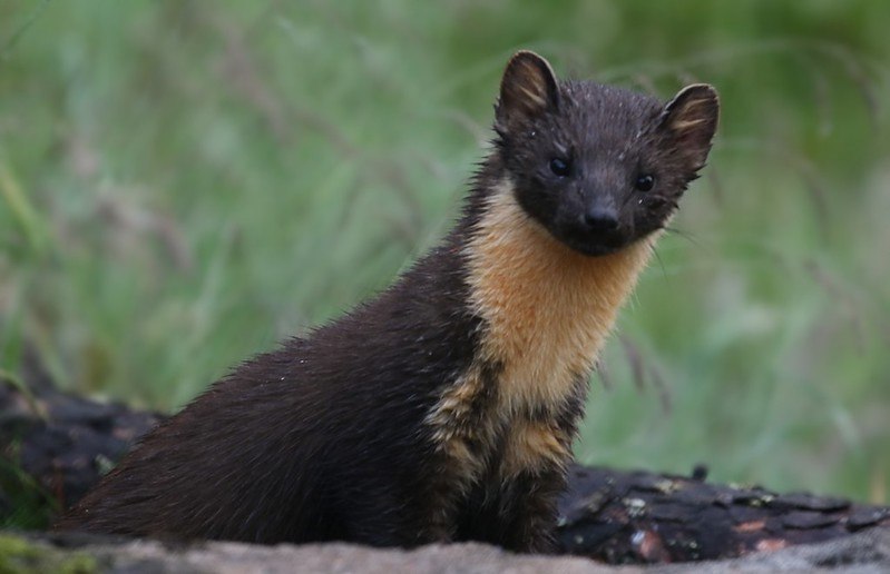 [🔗](api.tinyfox.dev/hourly/pinemar…)