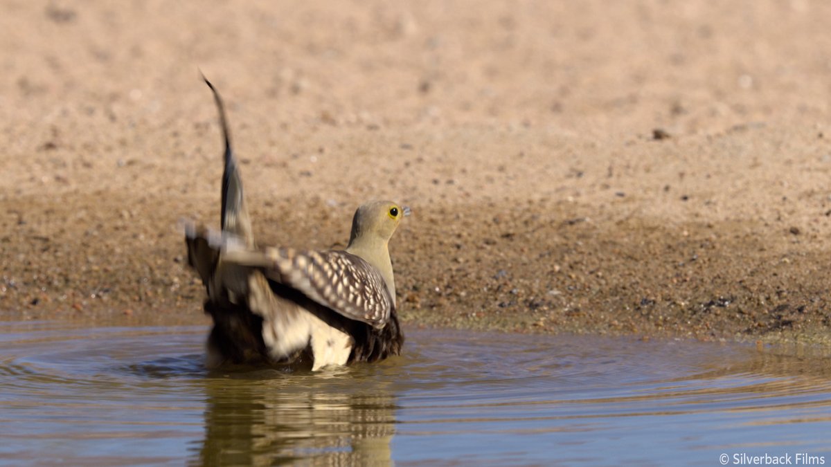 nhk_darwin's tweet image. 池で気持ち良さそうに水を浴びるサケイのお父さん

実はヒナに飲み水を運ぶために
体のある部分に水を貯蔵しているんです

鳥がどうやって水を運ぶの？
驚きのメカニズムを番組で紹介！

🟧⏰30日 日曜夜7時30分🟧
『ピンチを乗り切れ！ 子育てサバイバル』
nhk.jp/darwin/
#ダーウィンが来た