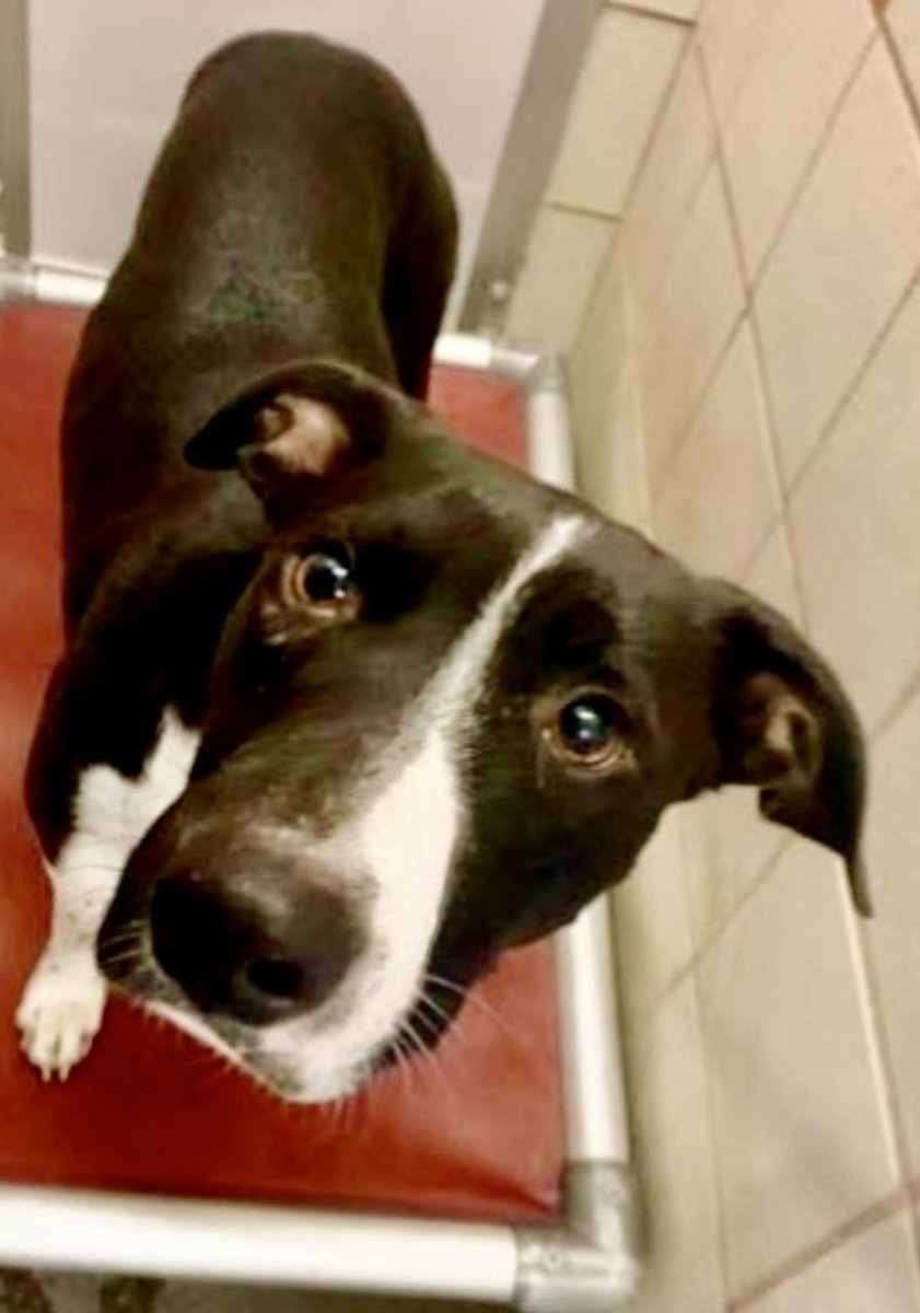 Leporidae11410's tweet image. PUMPKIN  #A343706 has built a protective shell 🐚 around herself to keep her precious 💜 SAFE! 

Loving is SO painful when you&apos;re always the one betrayed! 

No one loves MORE than Pumpkin, but the silence &amp;amp; the solitude are ERODING her spirit &amp;amp; destroying her will to LIVE‼️
Soon…