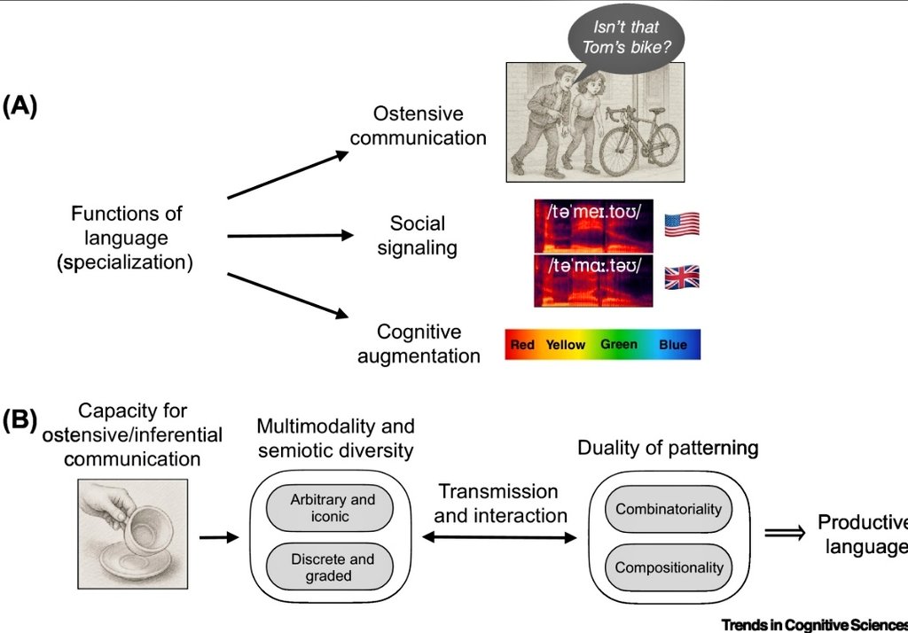 Limor_Raviv's tweet image. Super proud of this fabulous team for challenging old comparative frameworks and rethinking what makes language language.
Read more in the thread below 👇 or here 📖😊: cell.com/trends/cogniti…