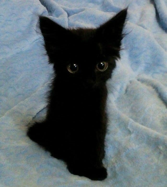 Punch Cat (@punchingcat) on Twitter photo 