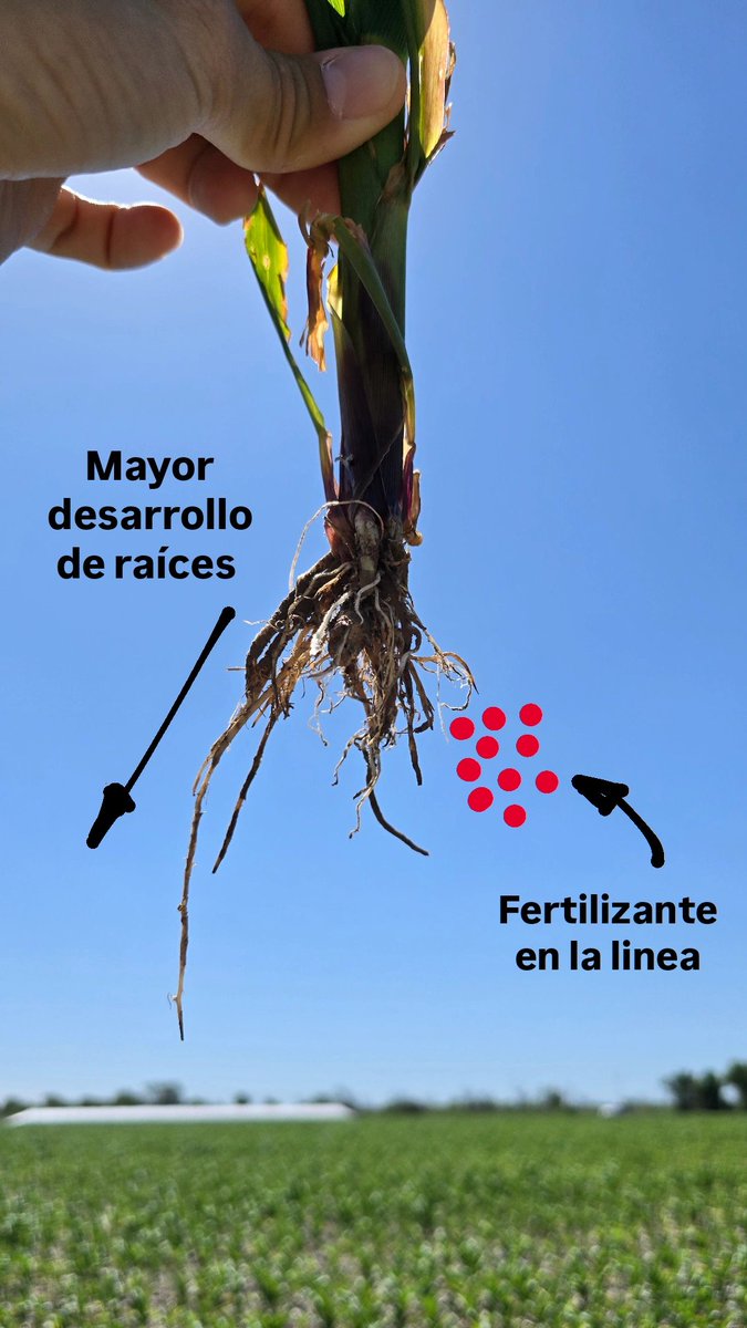 Nicolás Scandolo tweet media