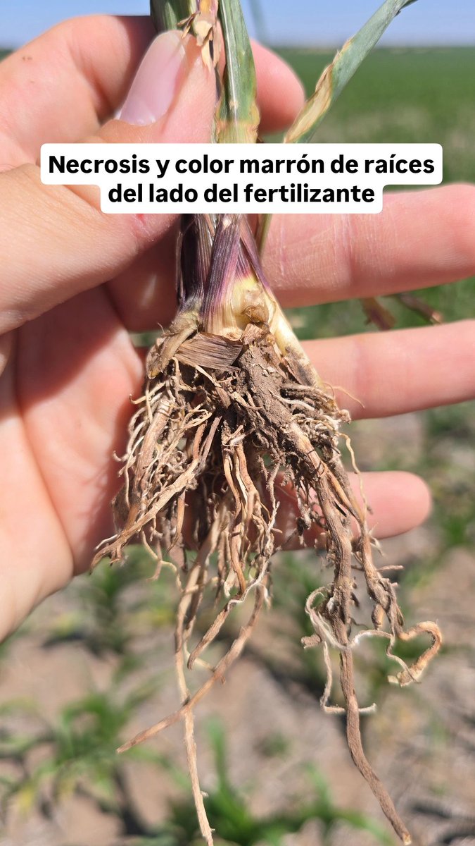 Nicolás Scandolo tweet media