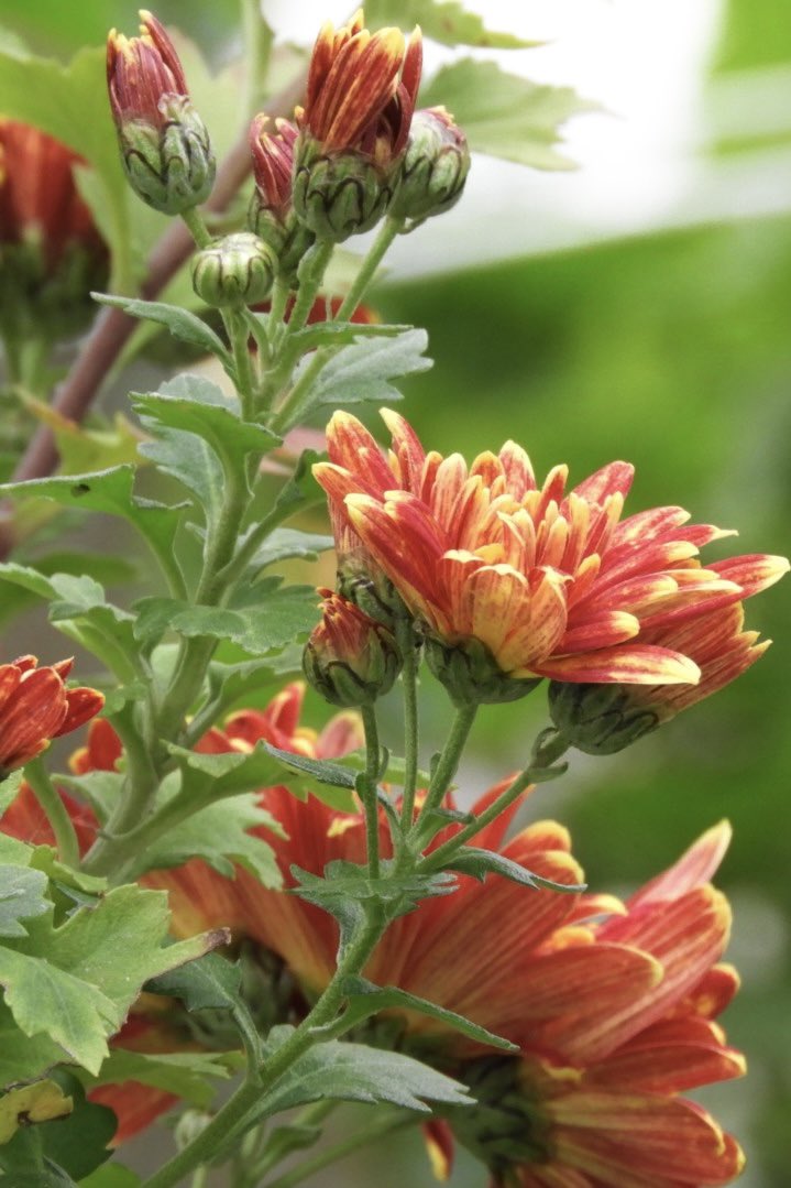 readraga's tweet photo. おはようございます
#写真
#お花好きな人と繋がりたい
#私とニコンで見た世界
#写真好きな人と繋がりたい
#ファインダー越しの私の世界 https://t.co/auqfHaTvYT