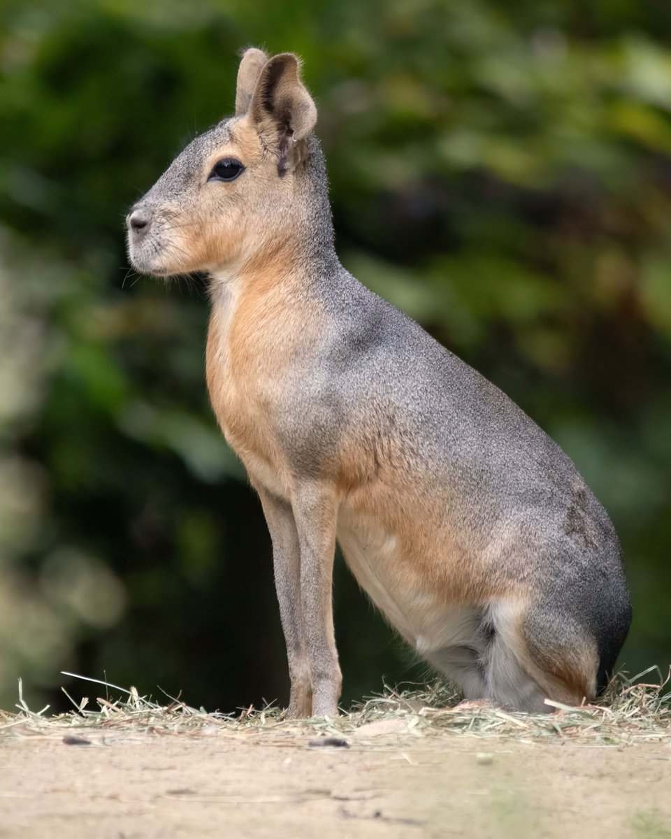 vancouverzoo tweet picture