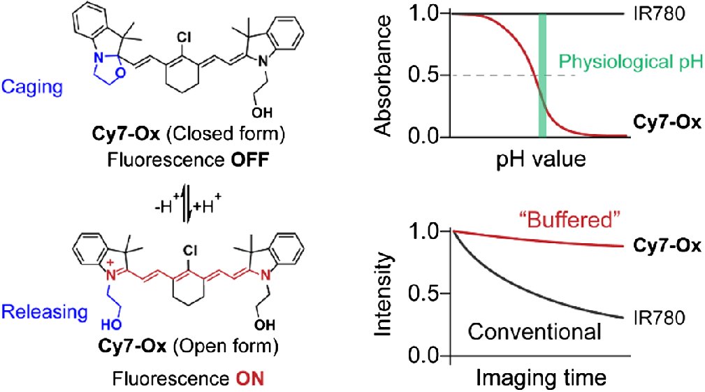 CCSChemistry's tweet image. Oxazolidine-Caged Heptamethine Cyanine Switch Exhibits High Photostability for Bioimaging via Buffering Fluorogenicity chinesechemsoc.org/doi/10.31635/c… 

#chemistry #openaccess #science #chemtwitter
