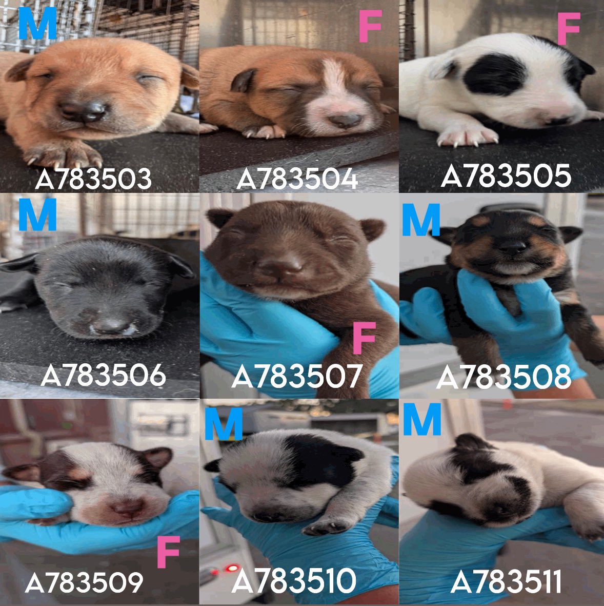 🆘 DOG MOM &amp; 9 BABIES CAN BE KILLED ANYTIME SPACE IS NEEDED AT #SANANTONIO ACS #TEXAS‼️
 
WINNI 🩷 #A783489 
2yo, 38lb 
☠️Past Deadline: 11.16
⚠️Actively nursing litter🍼: #Rescue &amp;/or #Foster only 📧acsrescue-foster@sanantonio.gov  

📝Very fearful
🚨CIRD
#PledgeForRescue 🛟🙏🏼