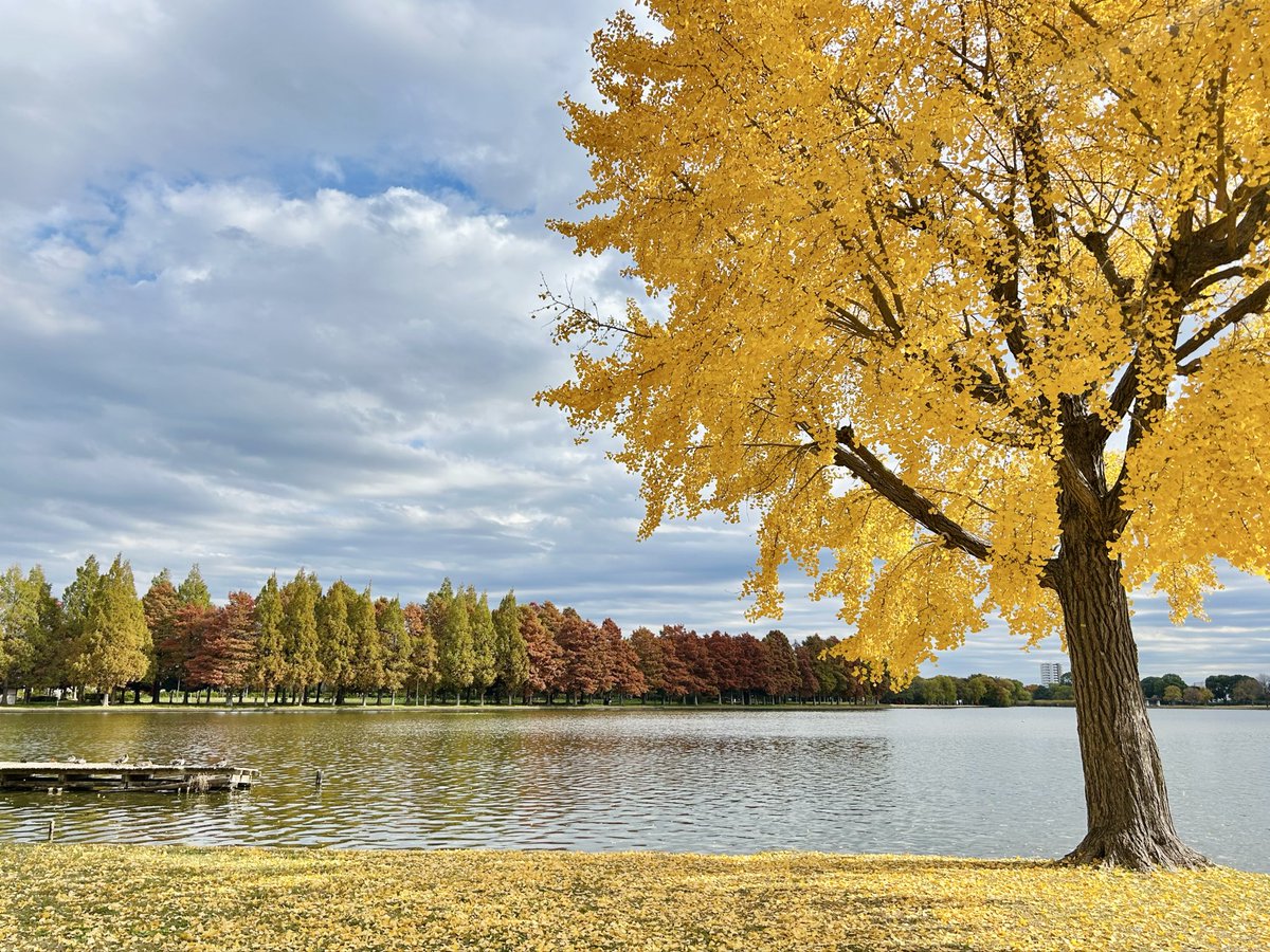 Mizumoto park ใบไม้ร่วงปีนี้สวยสะใจมาก