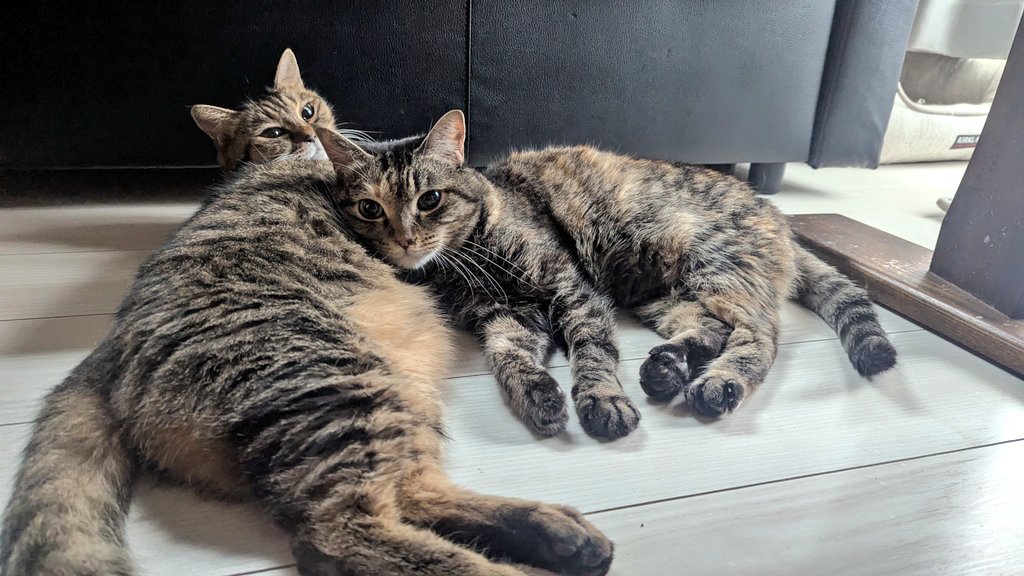 PEKO (@ab_peko) / Posts / X