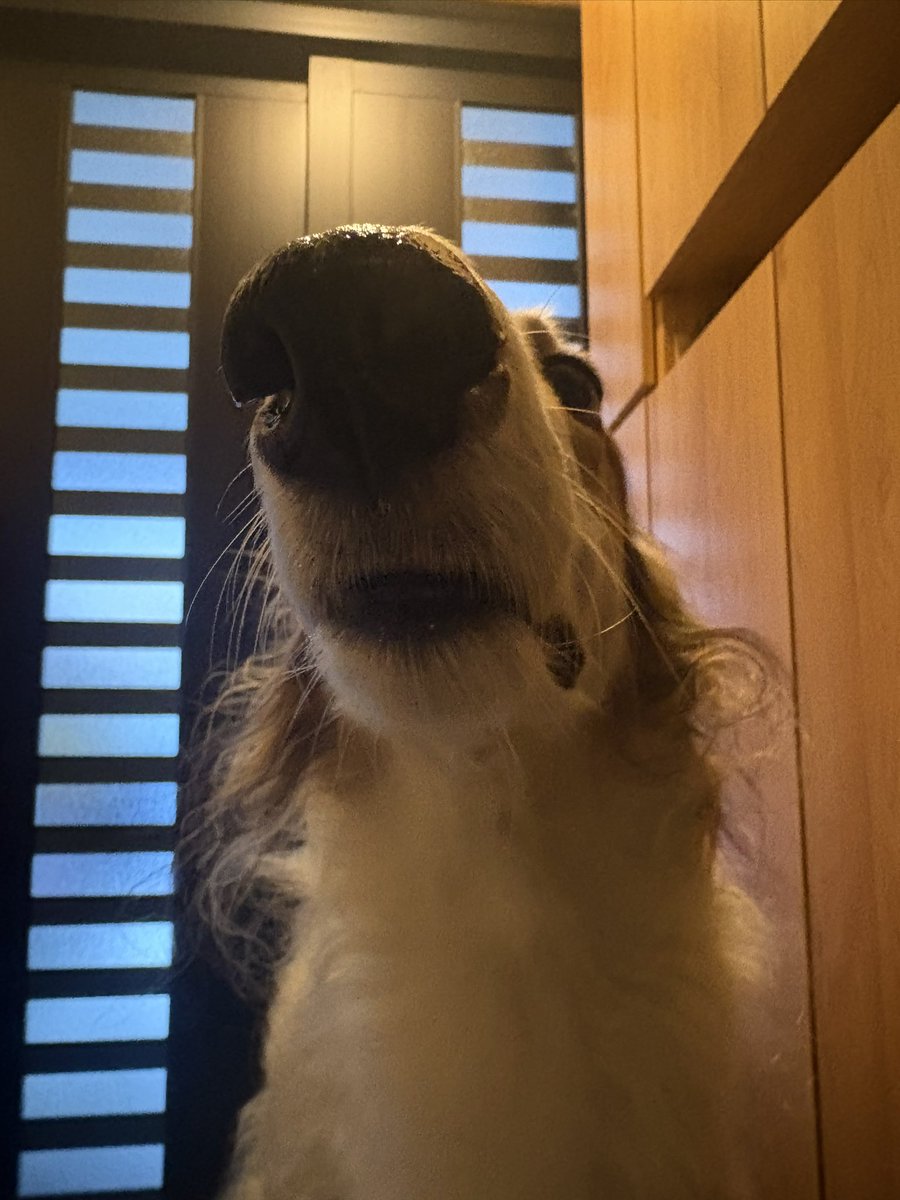 おはよー( ˘͈ ᵕ ˘͈  )