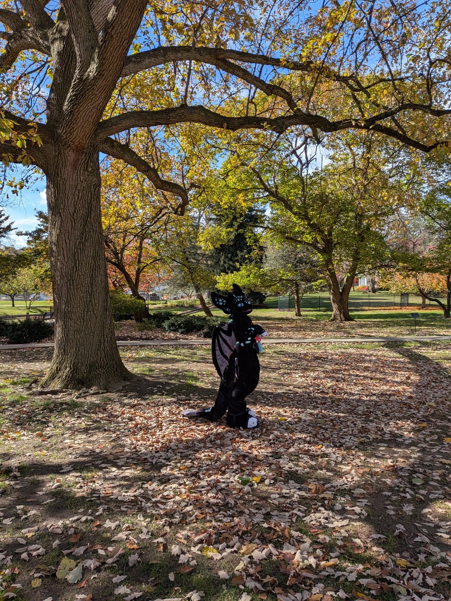 lander_will's tweet image. One week until MFF! 
Dos:
💙Ask for photos (I'll do a cool pose)
💙Come up and talk to me! love meeting new people!
💙Remember my sight and hearing is limited
Don'ts:
❤️Touch my suit without permission
❤️Step on my tail!
❤️Stalk