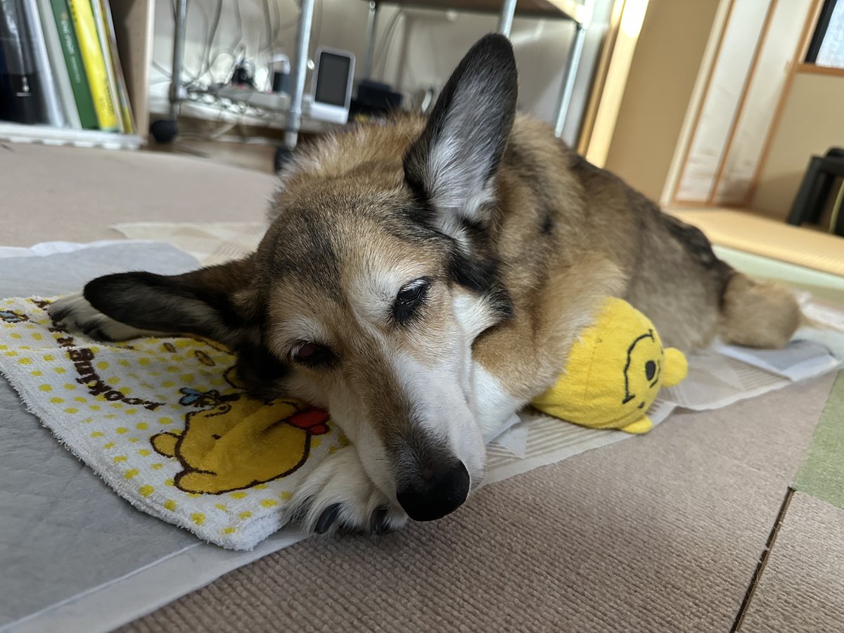 sz_code500's tweet image. おはようございます。 #corgi