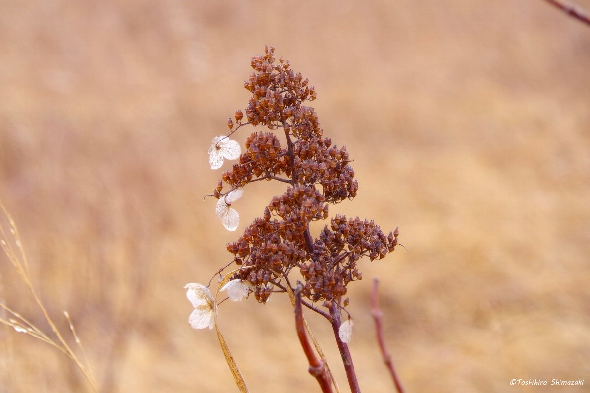 polaris_guides's tweet image. 【晩秋の色🌈】

先週降った雪はすぐにとけて、再びミズゴケが顔を出しました。紅葉したミズゴケはこの季節にしか見られない美しい色をしています✨

来週は雪マークが続いているので、また雪の下に隠れてしまいますね。これからいよいよ本格的な冬に向かって行きます⛄

#北海道 #豊富町 #サロベツ