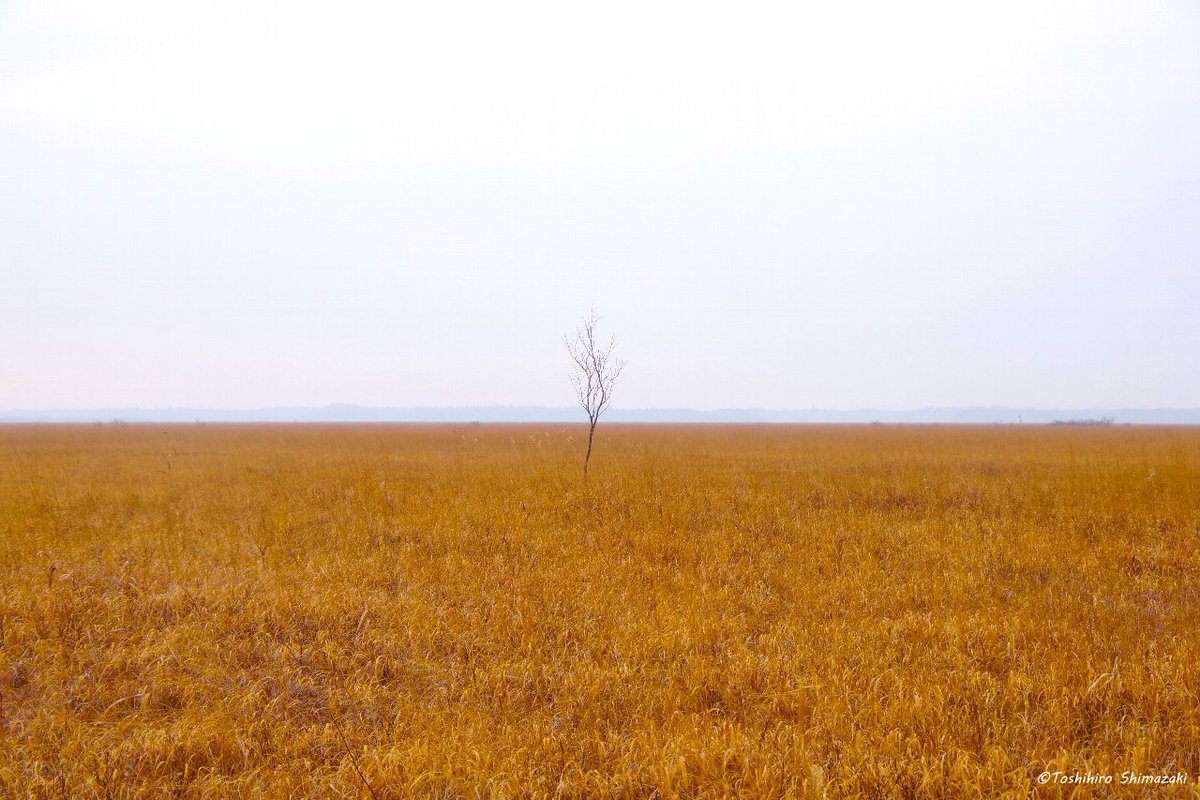 polaris_guides's tweet image. 【晩秋の色🌈】

先週降った雪はすぐにとけて、再びミズゴケが顔を出しました。紅葉したミズゴケはこの季節にしか見られない美しい色をしています✨

来週は雪マークが続いているので、また雪の下に隠れてしまいますね。これからいよいよ本格的な冬に向かって行きます⛄

#北海道 #豊富町 #サロベツ